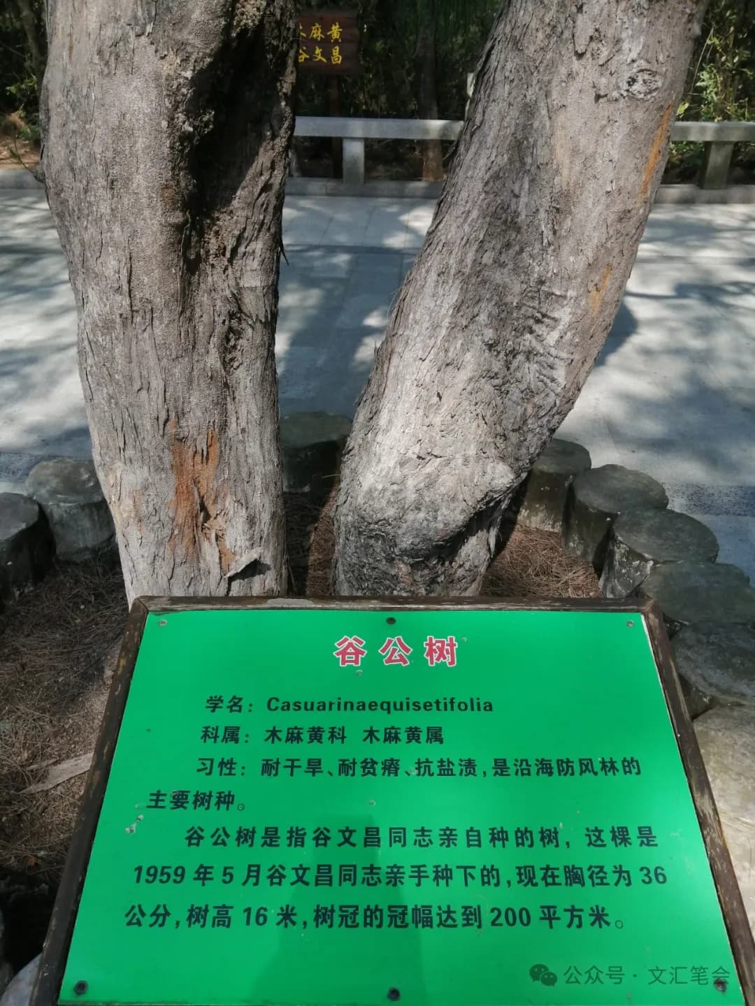 木麻黄林带