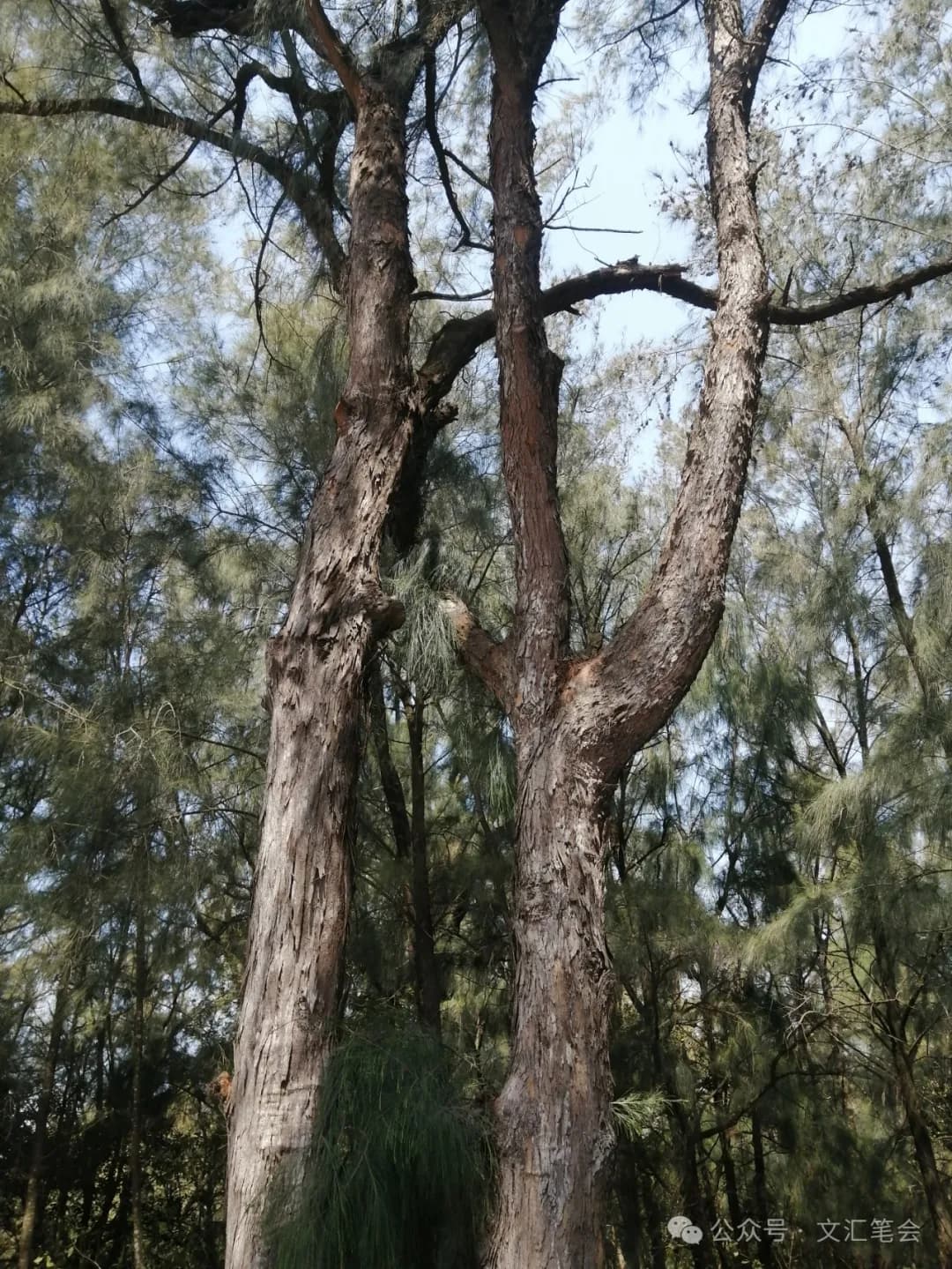 东山国家森林公园 - 3